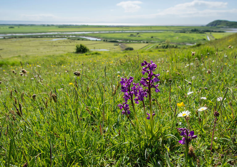 Nature recovery in the West of England